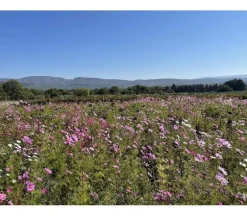 Bloemenhoning 250 g